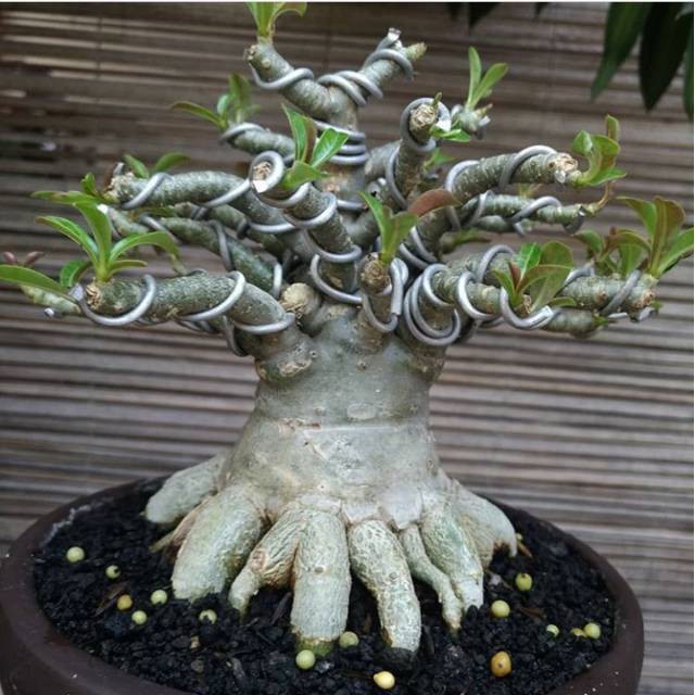 bibit tanaman adenium bunga pink bonggol besar bahan bonsai kamboja jepang