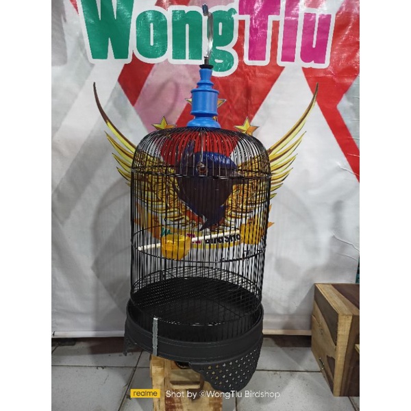 Sangkar Besi Lovebird Pendek