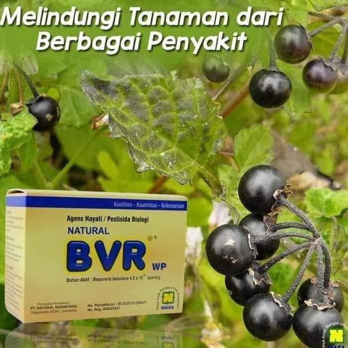 NATURAL BVR - OBAT PEMBASMI HAMA - OBAT HAMA - MENGATASI HAMA TANAMAN - PUPUK ORGANIK NASA