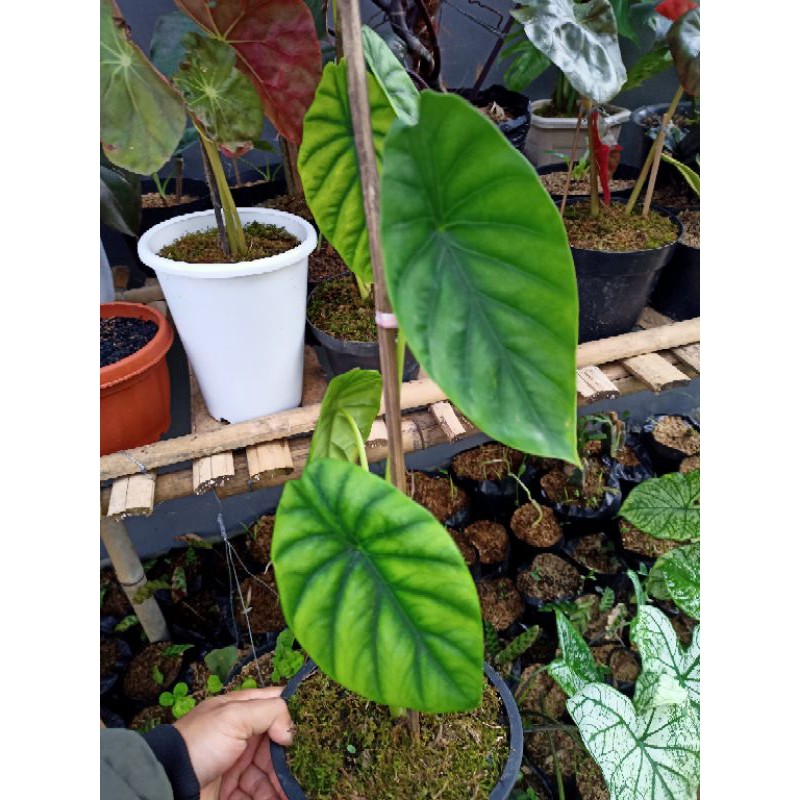 tanaman hias alocasia cuprea keladi tengkorak hijau