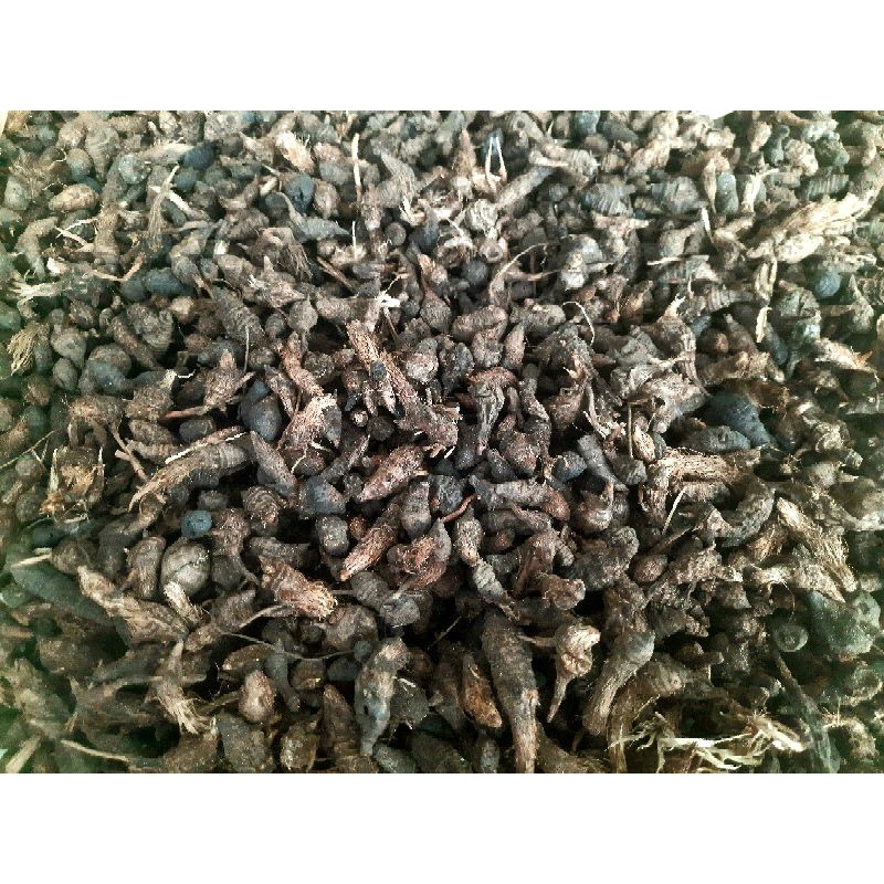 

Herbal Umbi rumput teki kering 100gr