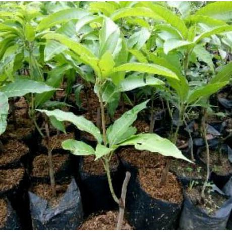 Tulen Bibit Mangga Chokanan Asli