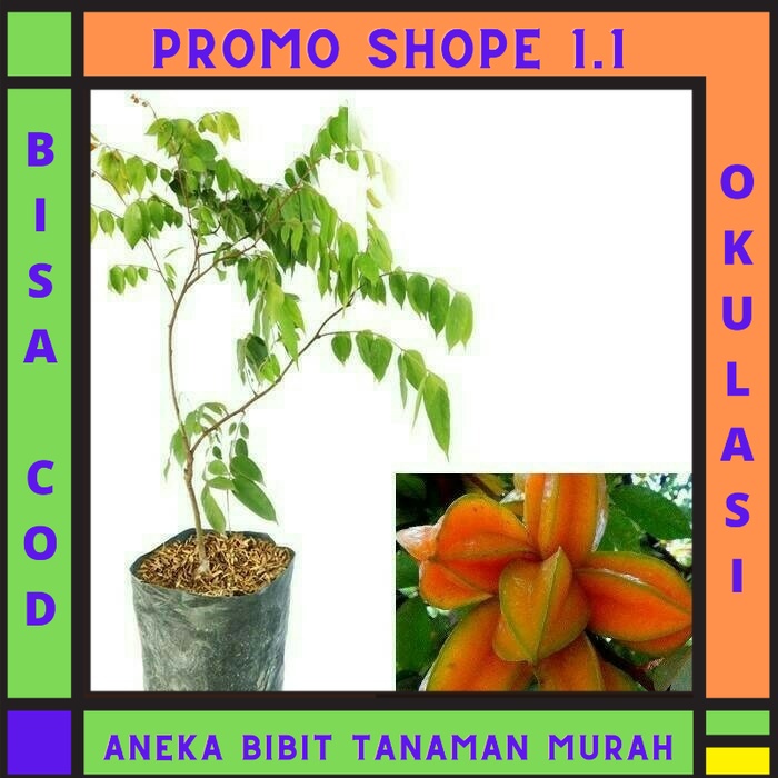 Bibit Belimbing Madu