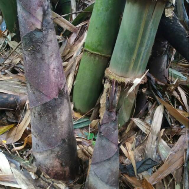 

Jual Rebung bambu sayur fress