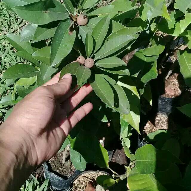 BIBIT SAWO BIBIT SAWO LOKAL BIBIT SAWO JUMBO BIBIT SAWO MANIS BIBIT SAWO JAWA BIBIT SAWO SAWO LOKAL