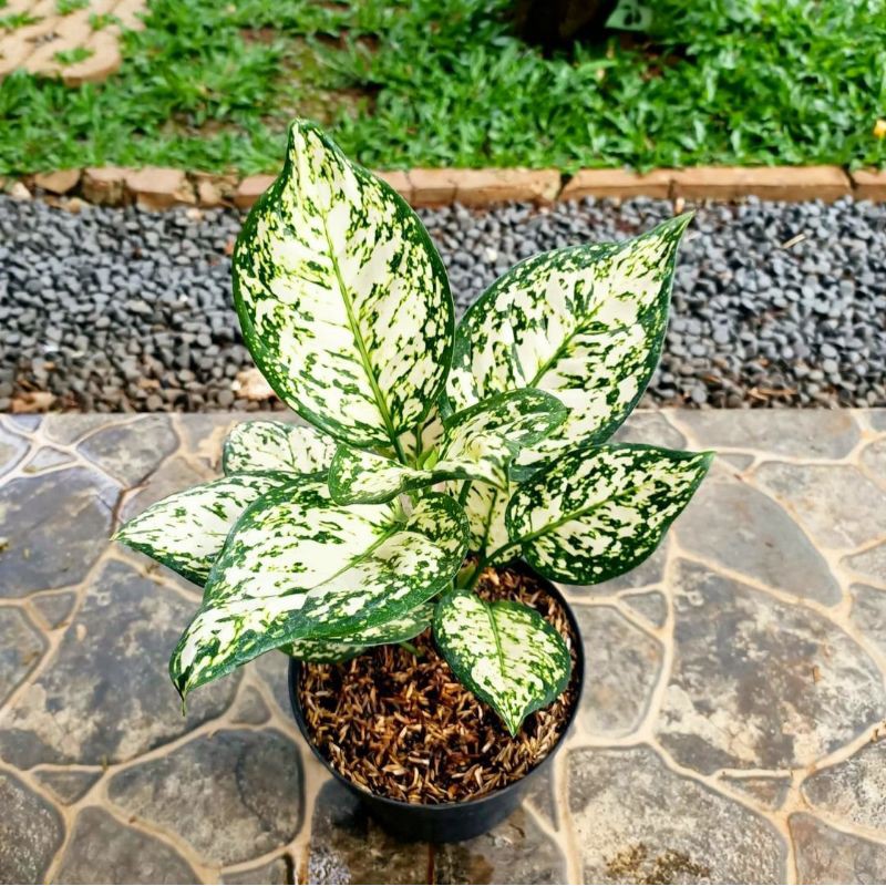TANAMAN HIAS AGLONEMA DUD WHITE / AGLONEMA DUD ANJAMANI WHITE MURAH