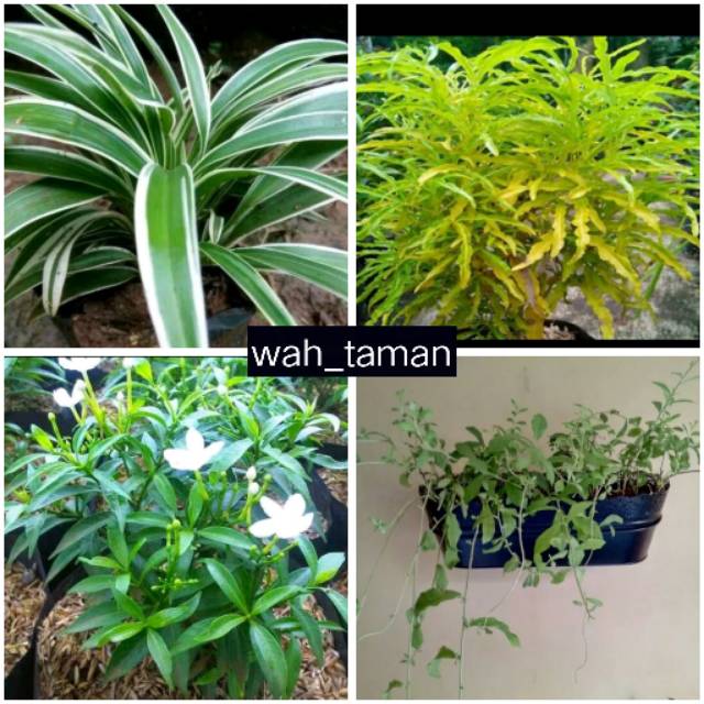 40 paketan tanaman hias, lili paris,brocoli kuning,rembusa mini,lee kwan yue