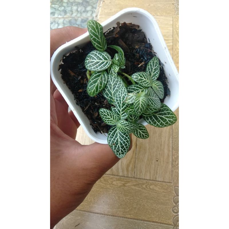 pitonia tanaman gantung pitonia