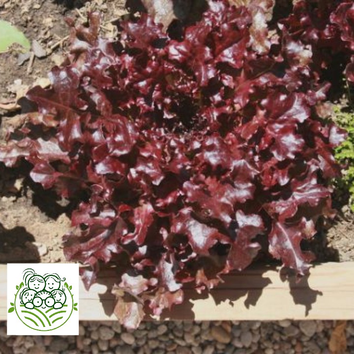 

Sayur Organik Surabaya - Red Leaf 200 Gram