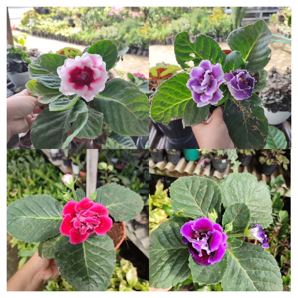 Bibit Tanaman Bunga Glosinia Tanaman Hias Bunga Glosini Bunga Jely Cantik