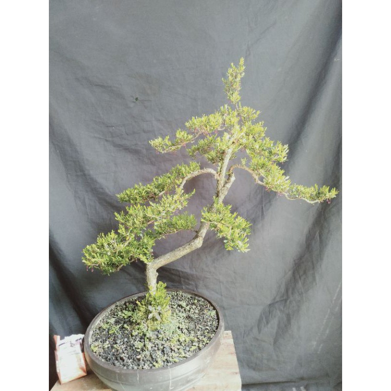 bonsai jadi cendrawasih..tinggal dipajang