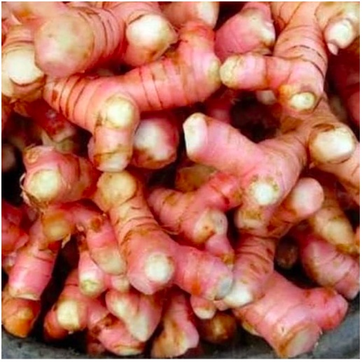 

lengkuas laja bumbu rempah rempah