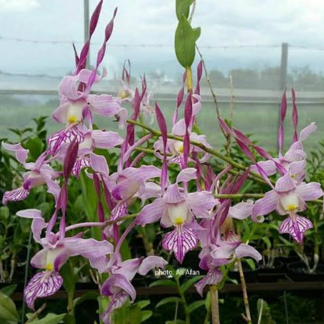 anggrek remaja dendrobium leporinum remaja