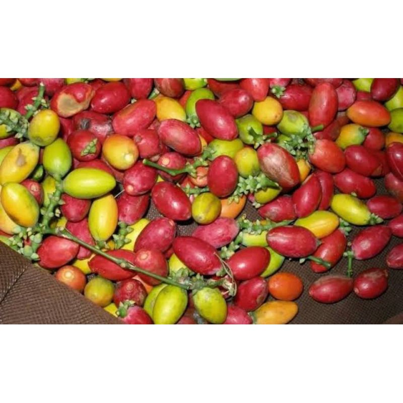 

Biji Melinjo /250gram