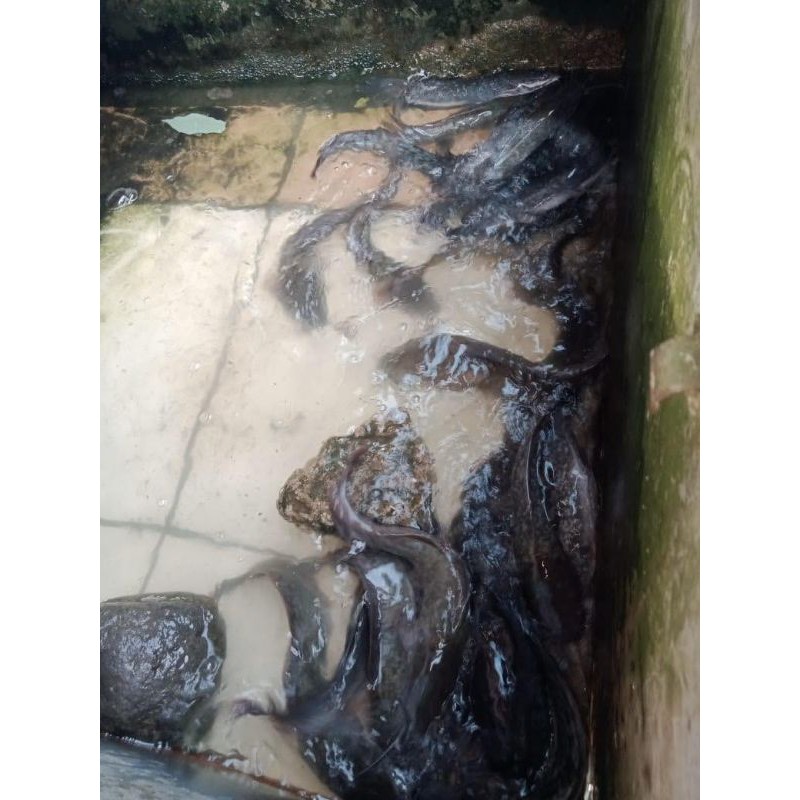 

Ikan Lele dan Ikan Mas