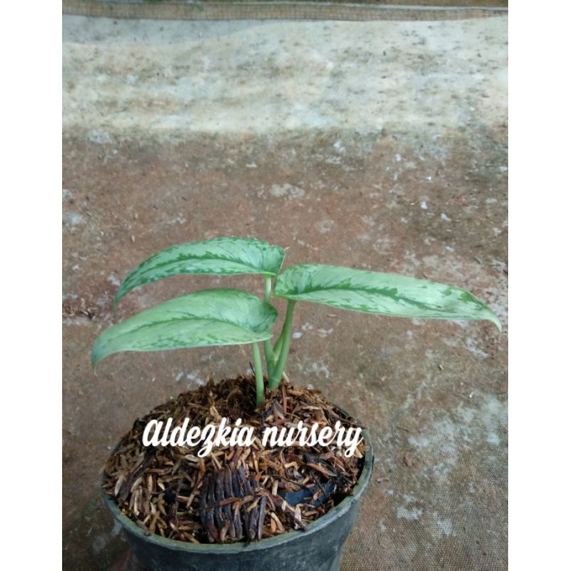 tanaman scindapsus pictus exotica