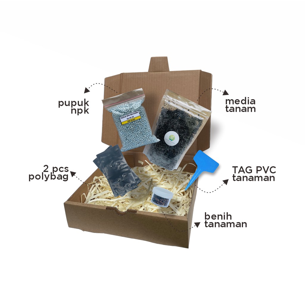 Paket Langsung Tanam - Gardening Kit - SPECIAL BOX - Benih Ciplukan Ungu Jumbo / Purple Tomatillo Seeds