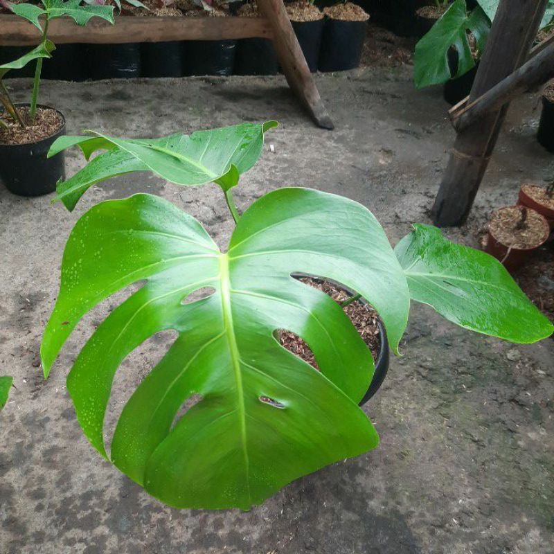 Monstera Deliciosa/King Remaja