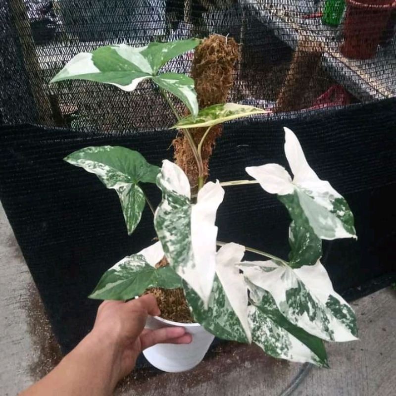 tanaman hias syngonium albo