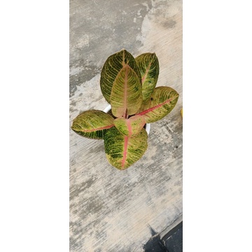 KOLEKSIAN AGLONEMA GOLIAT TRAH MERAH TERMURAH