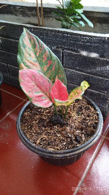 Tanaman Hias Aglonema Engheng-hengheng