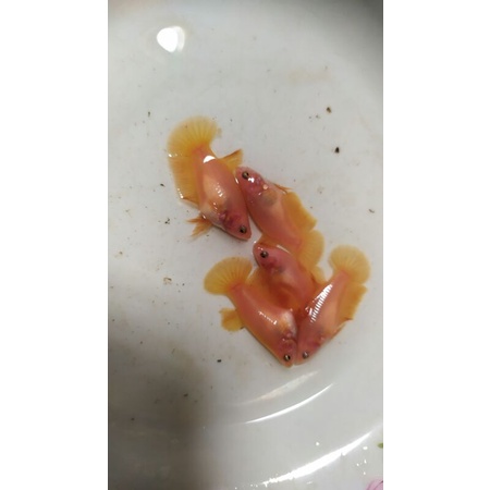 cupang female plakat yellow banana, khusus pulau jawa