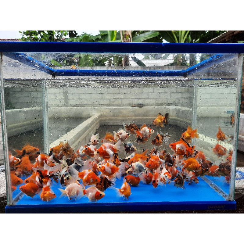 Mas Koki Ryukin Aquascape Termurah-2