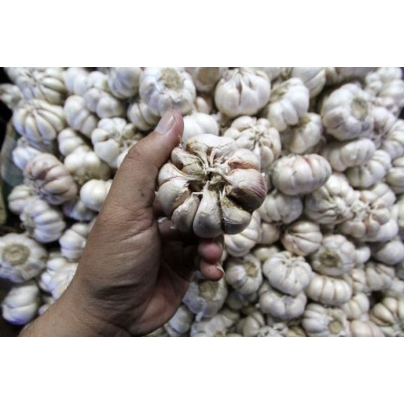 

BAWANG PUTIH KATING BERSIH