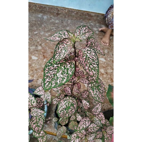 Jual Hypotes Pink Hipotes (Stek) | Shopee Indonesia