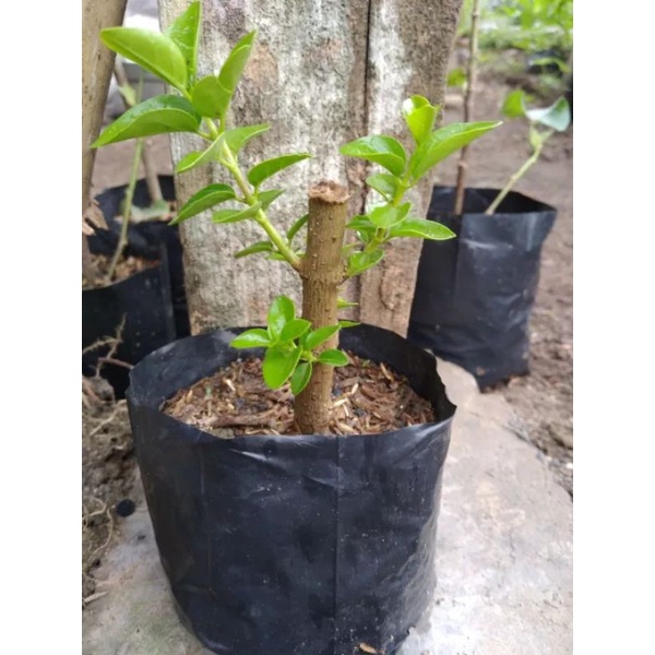 bonsai Sancang ori/bahan mame/tanaman hidup.