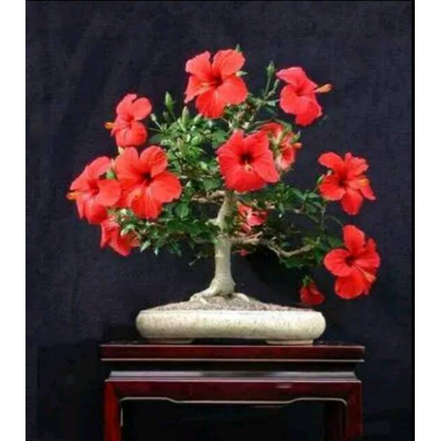 Biji Bunga Bonsai Red Hibiscus Kembang Sepatu Shopee Indonesia