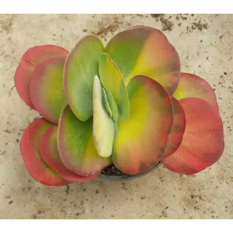 

kalanchoe flapjack
