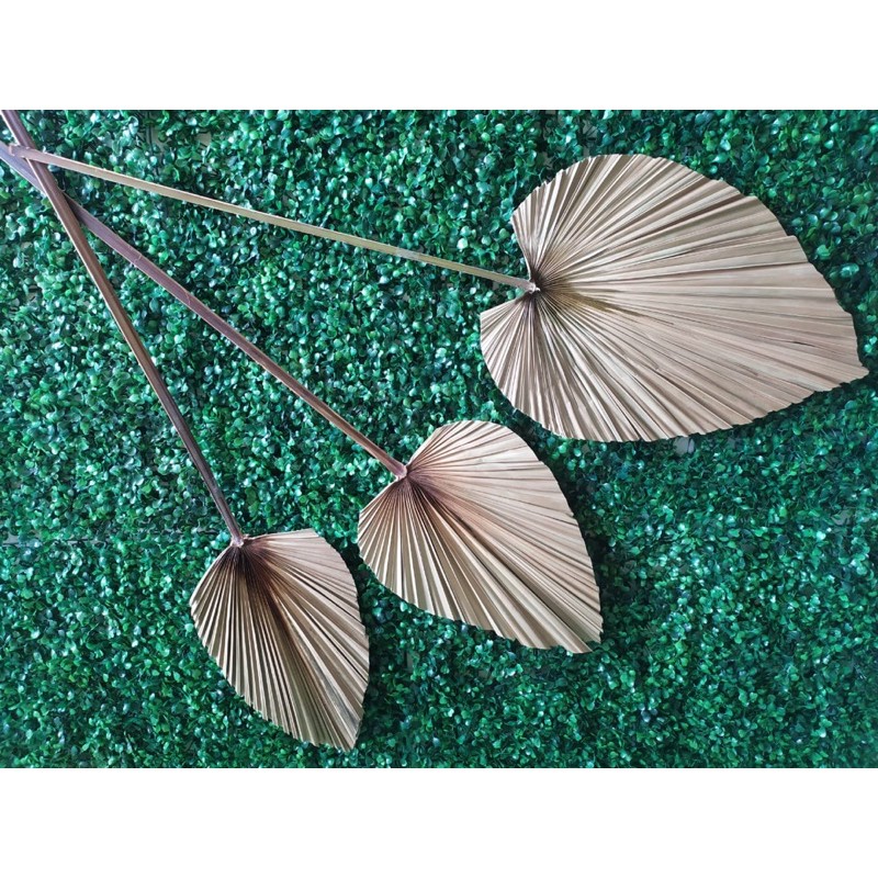 Daun Palem Kering Aesthetic
