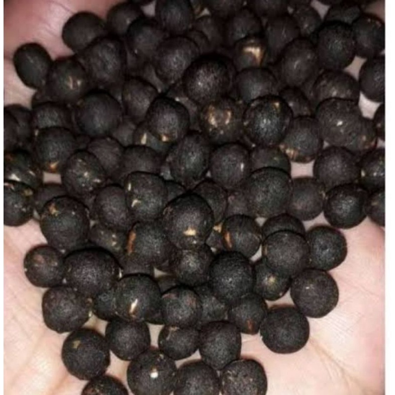 doping merpati/jamu merpati tinggi/balap