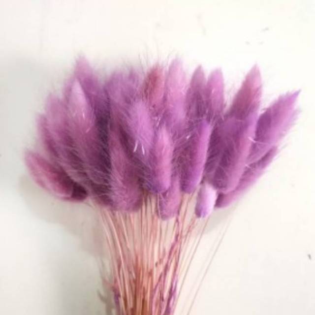 (5-10 pcs) Bunny Tail / Lagurus Dried Flowers