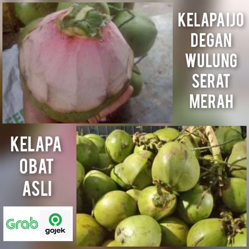 degan wulung kelapa ijo obat asli serat merah