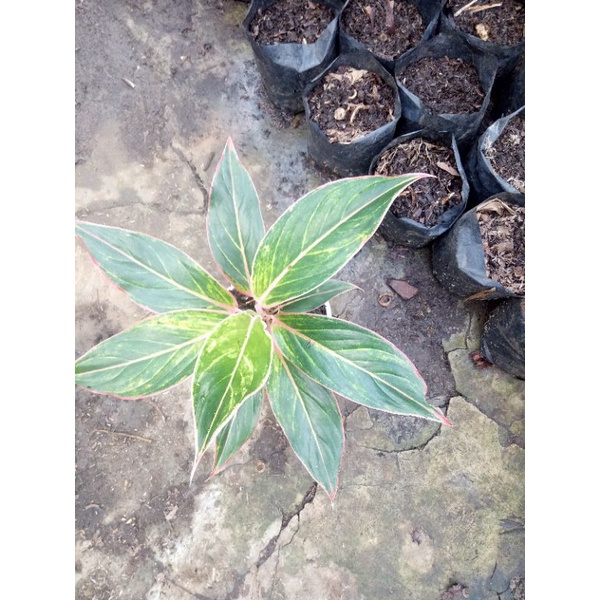 kusus promo aglonema lipstik remaja dewasa