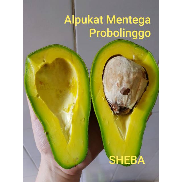 

Alpukat Mentega Probolinggo, box 5kg, PO