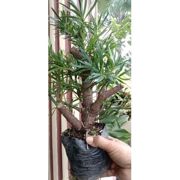 PILIH BONUS SENDIRI . Bonsai Lohansung Setengah Jadi ( Batang Besar). Super Limited.