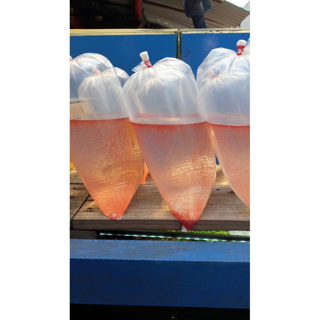 Kutu Air Pakan Ikan Cupang Kutir Pakan Cupang