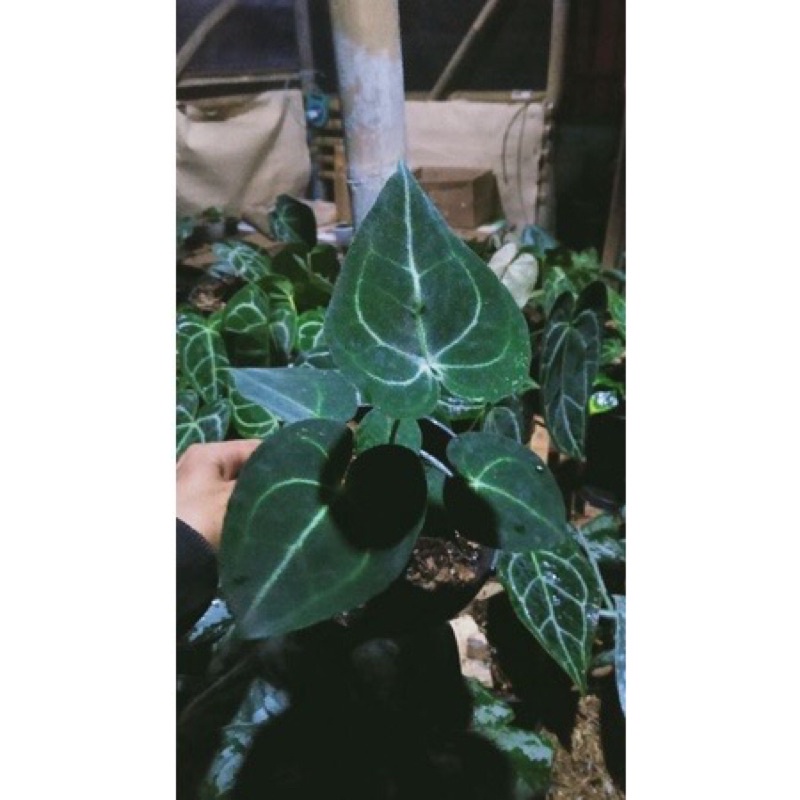 anturium clarinervium dark form