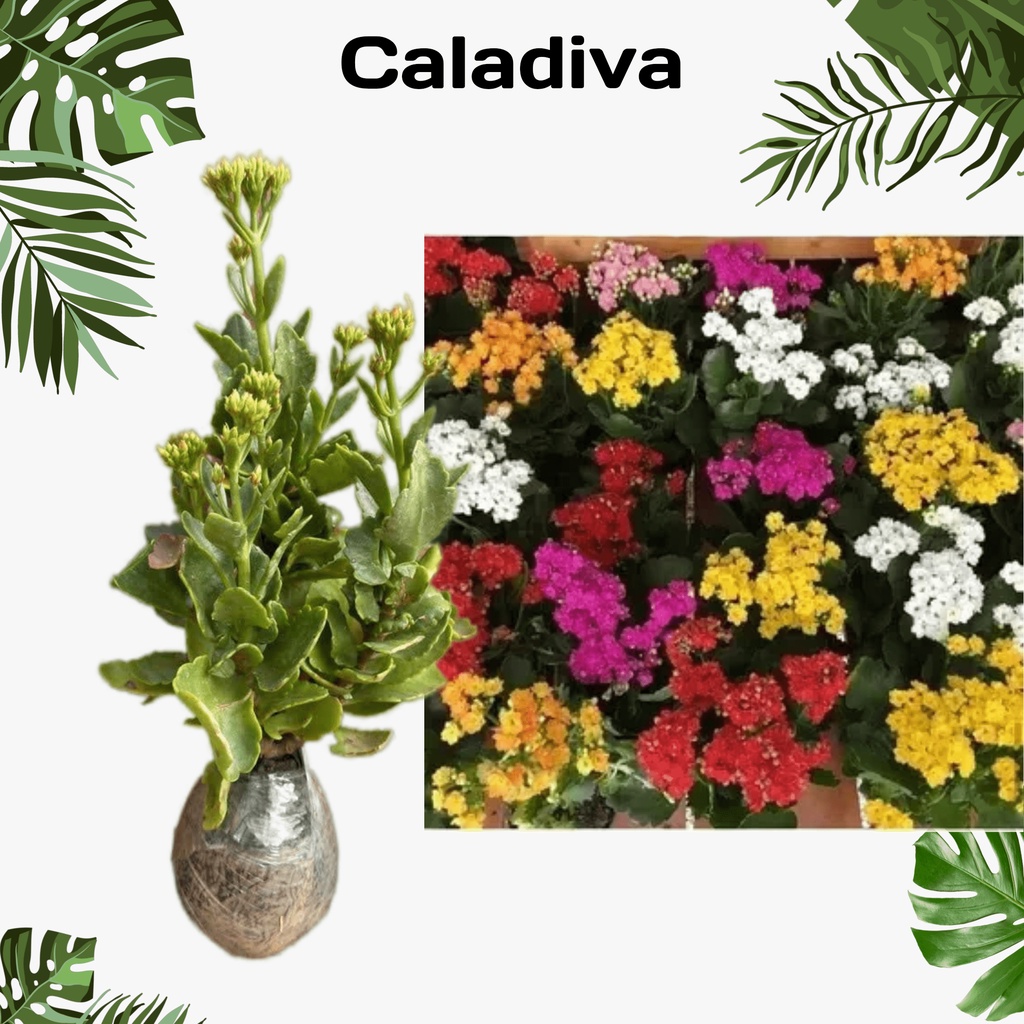 caladiva - Bibit Bunga Calandiva belum berbunga