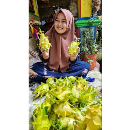Bibit Buah Naga Golden Asli
