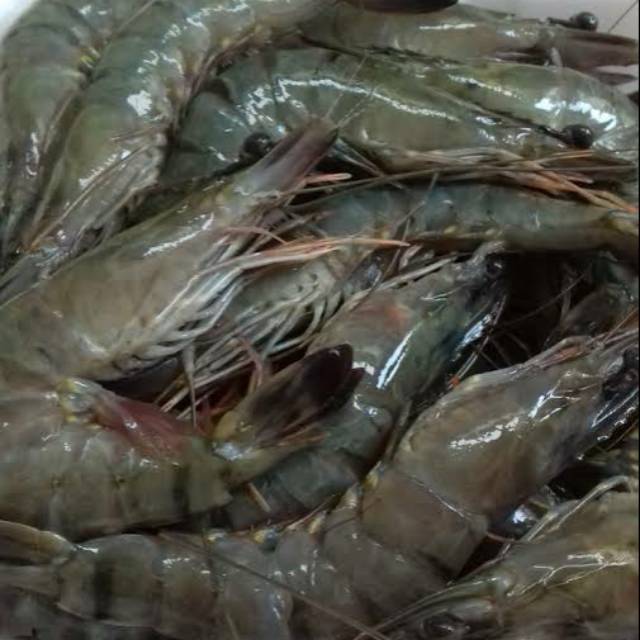 

Udang Fresh ( udang pancet size 20/kg )