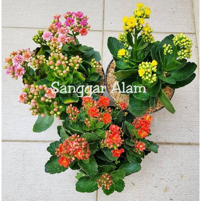 Paket Hemat Tanaman 3 Cocor bebek+pot