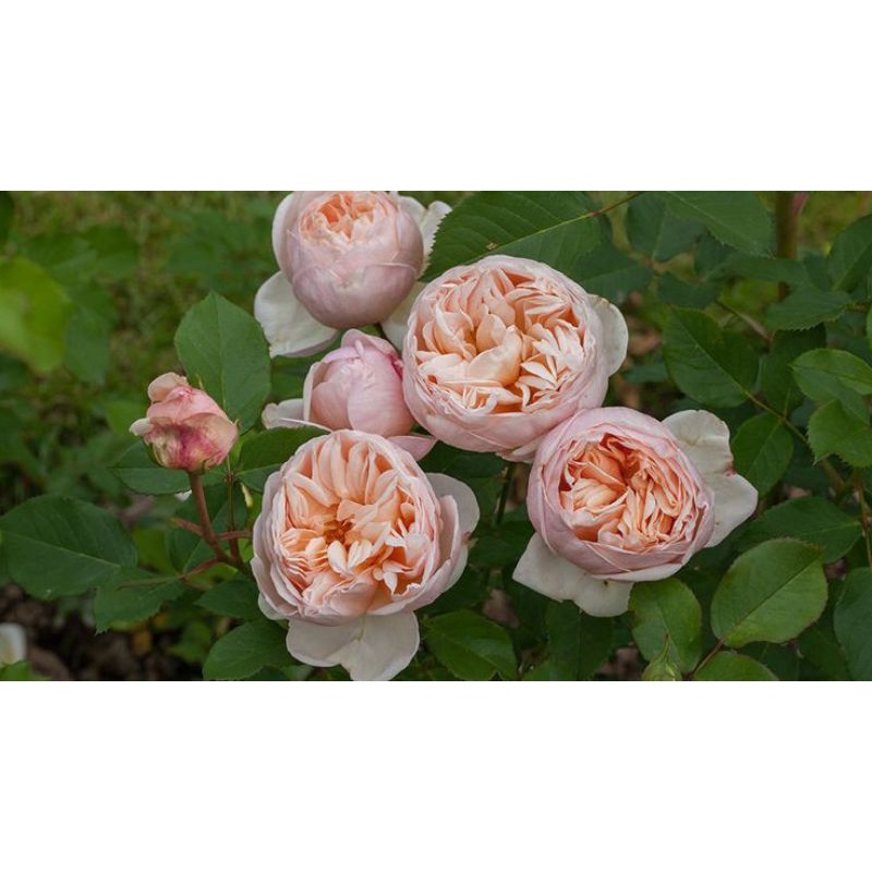 Mawar Import ALEXANDRINE - Mawar import wangi - tanaman hias