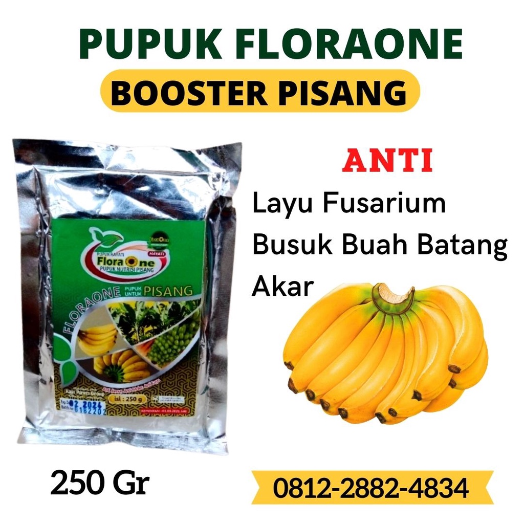 Obat Pisang Daun Kuning Layu Fusarium, Pupuk Booster Untuk Pisang Tanduk Ambon Kapok