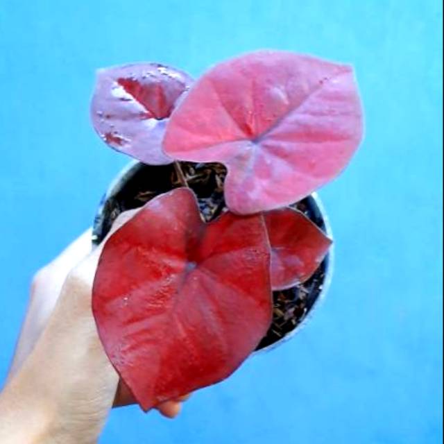 Promo Bibit Caladium Red Dragon Bibit Keladi Hias Red Dragon Langka Shopee Indonesia