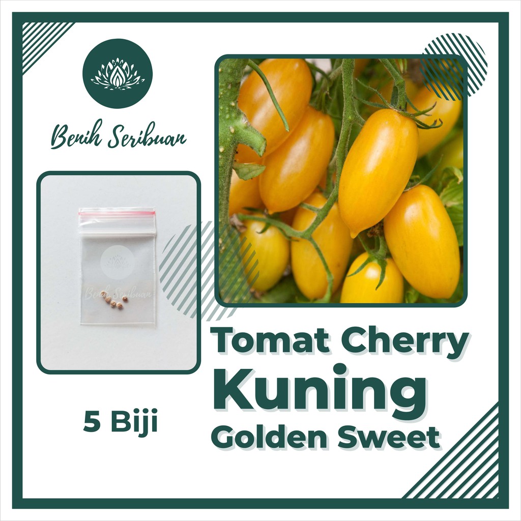 5 Bibit Tomat Cherry Kuning F1 Golden Sweet Beni Sayuran Cerry Ceri Tanaman Hias Sayur Seribuan