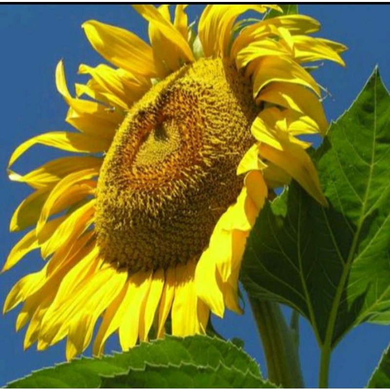 bibit benih tanaman hias bunga matahari asli biji bunga matahari sunflower 1 biji